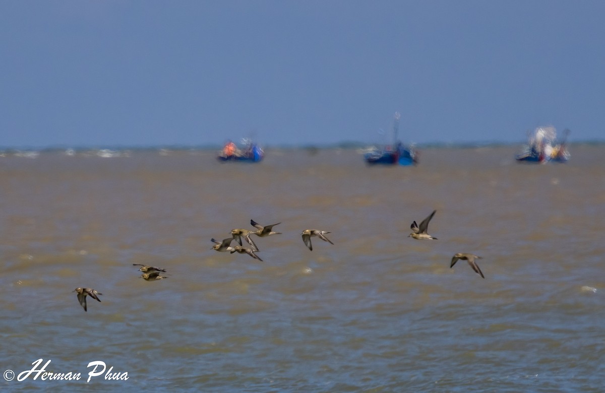Азийн сүвээ цагаан - ML636335708