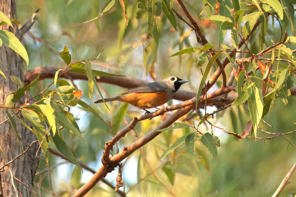 Black-faced Monarch - ML636335709