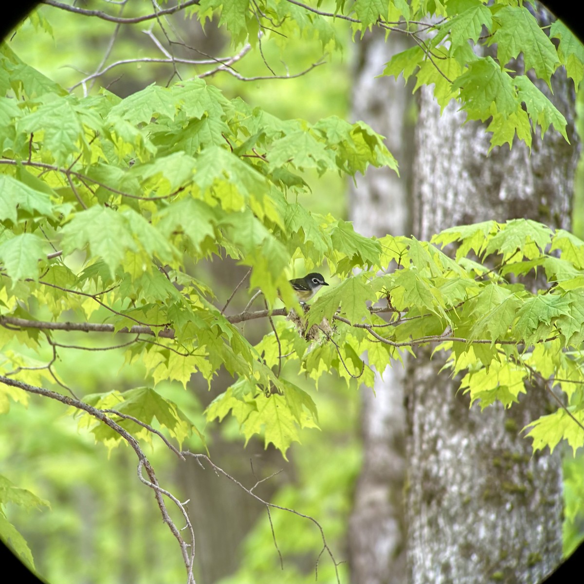 Blue-headed Vireo - ML636335764