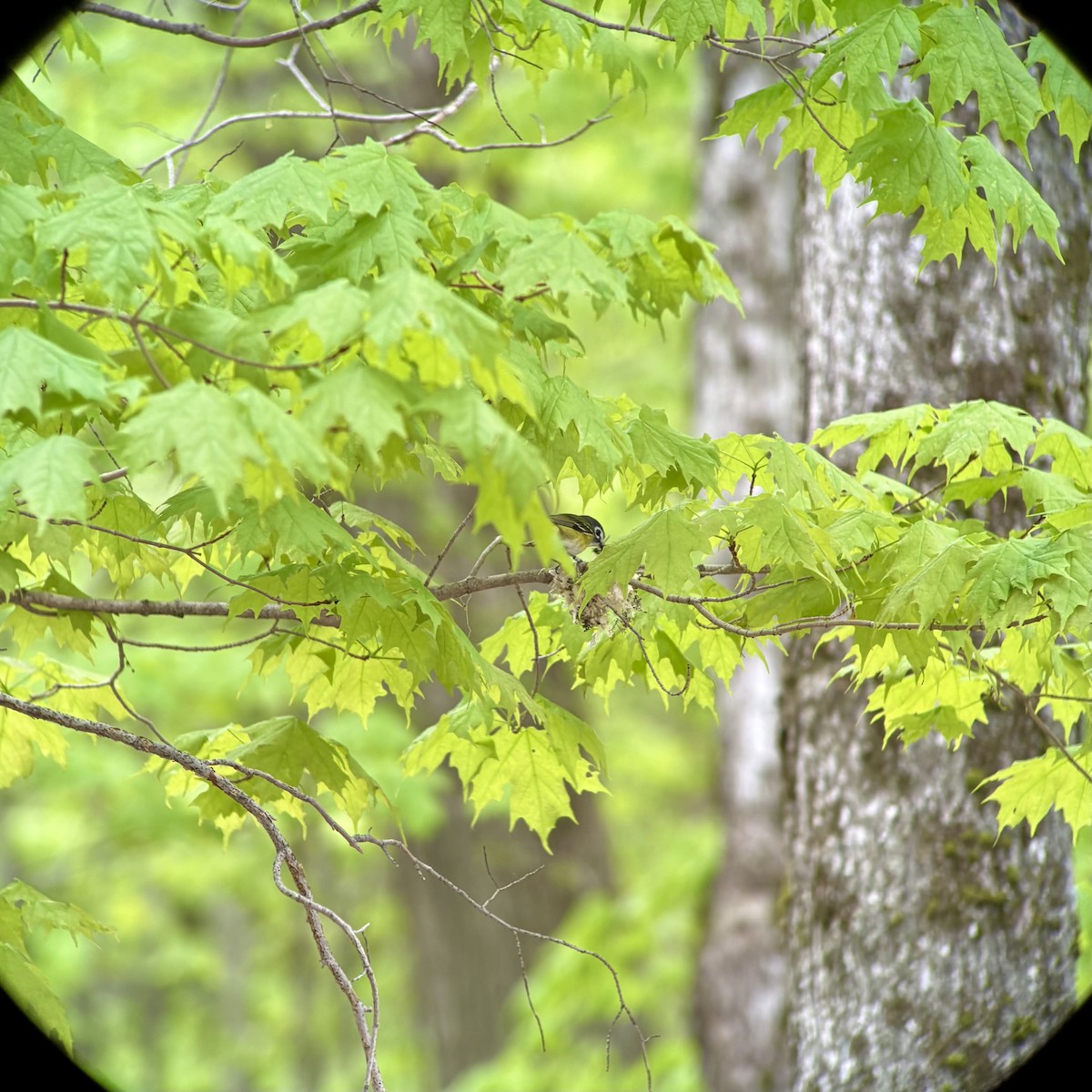Blue-headed Vireo - ML636335765