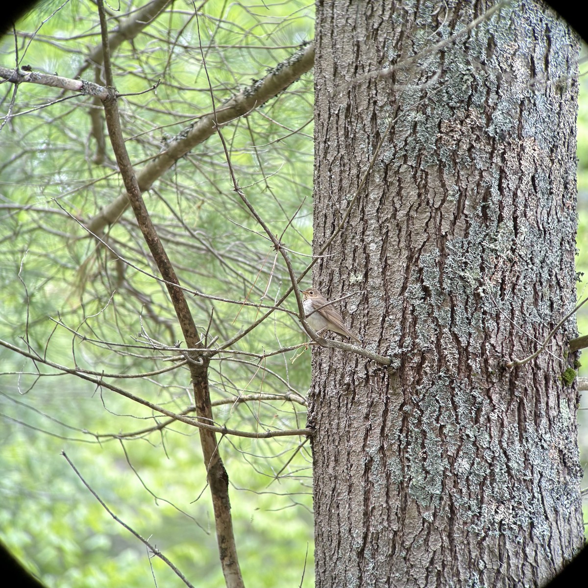 Swainson's Thrush - ML636335796