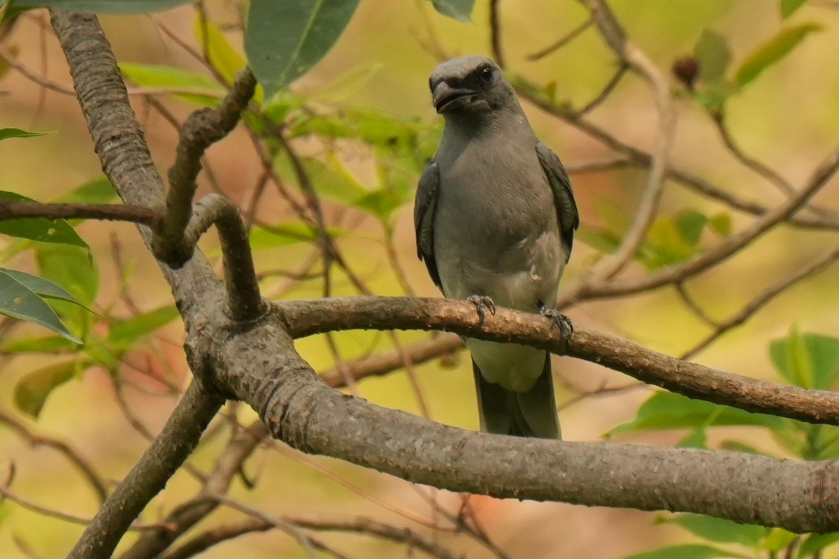 Oriental Cuckooshrike - ML636335802
