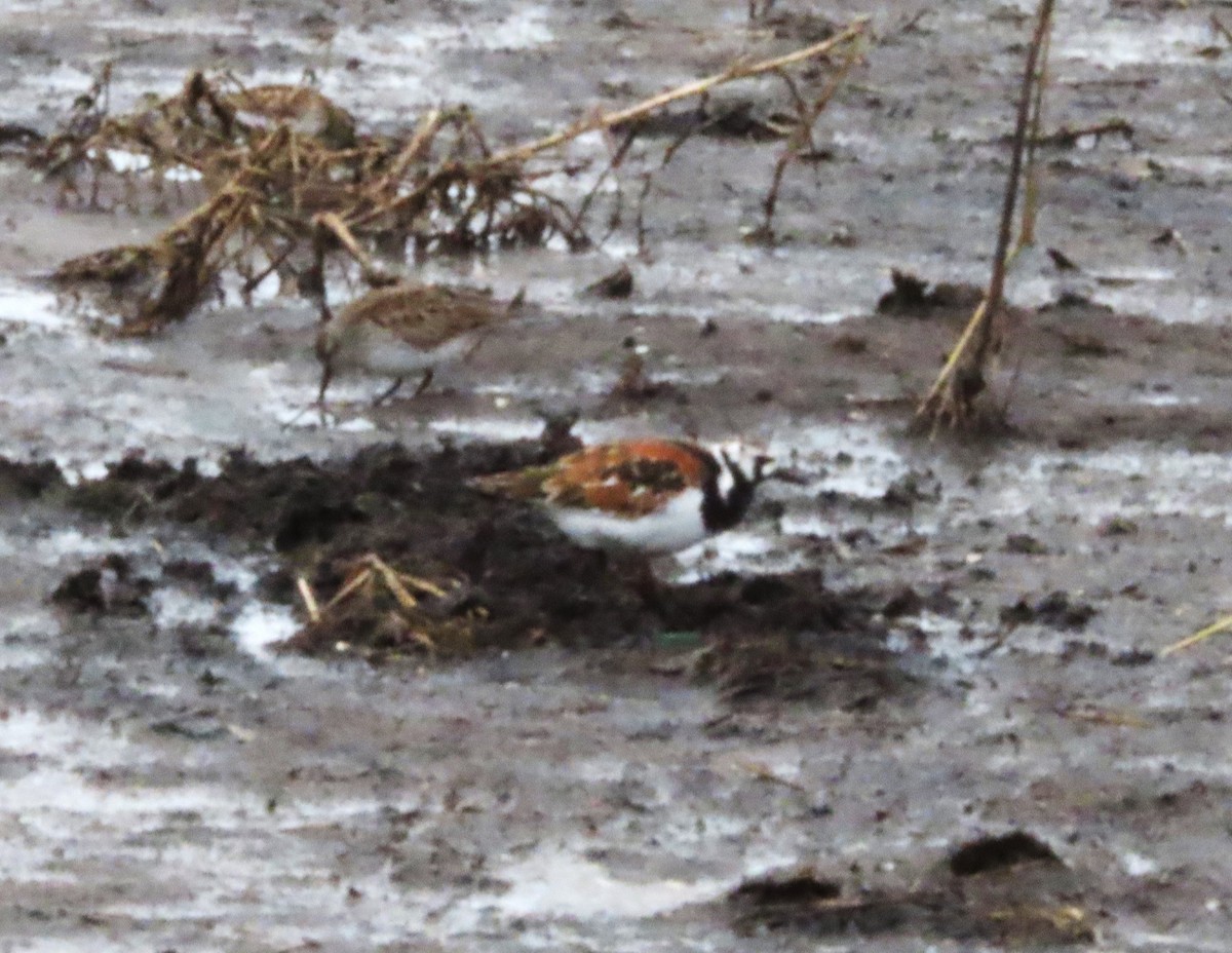 Ruddy Turnstone - ML636335815