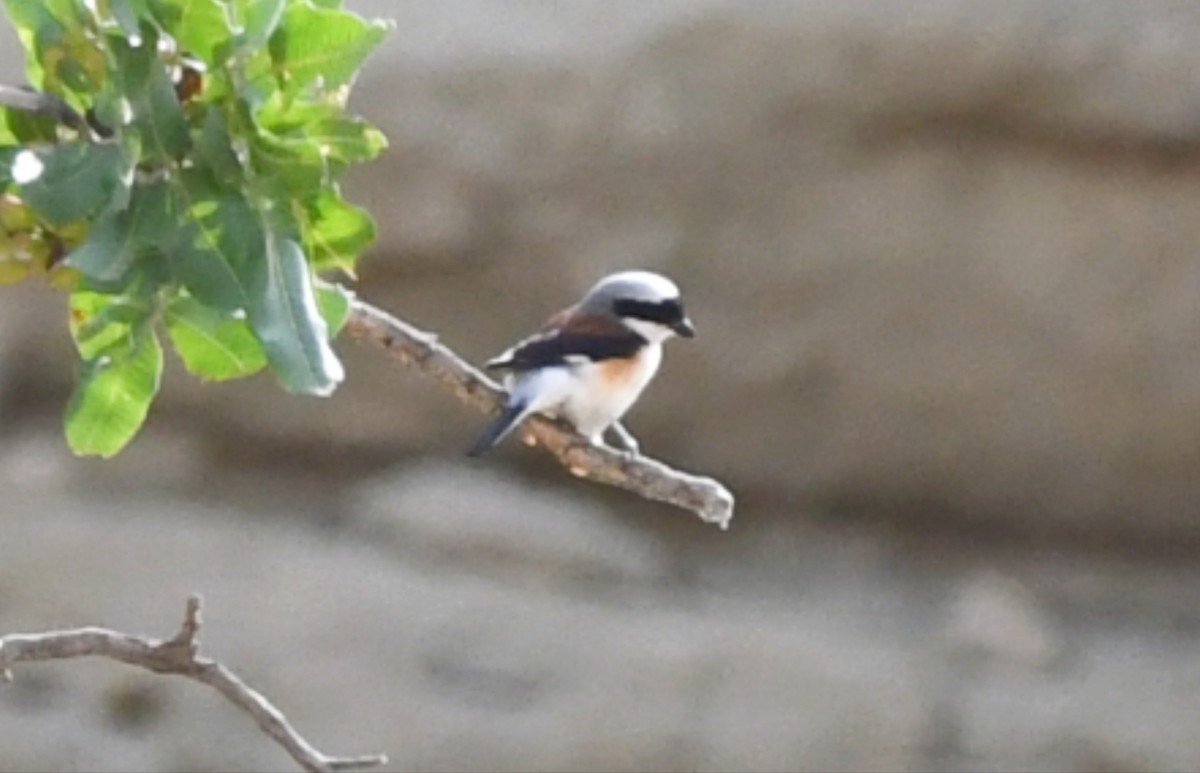 Bay-backed Shrike - ML636335835