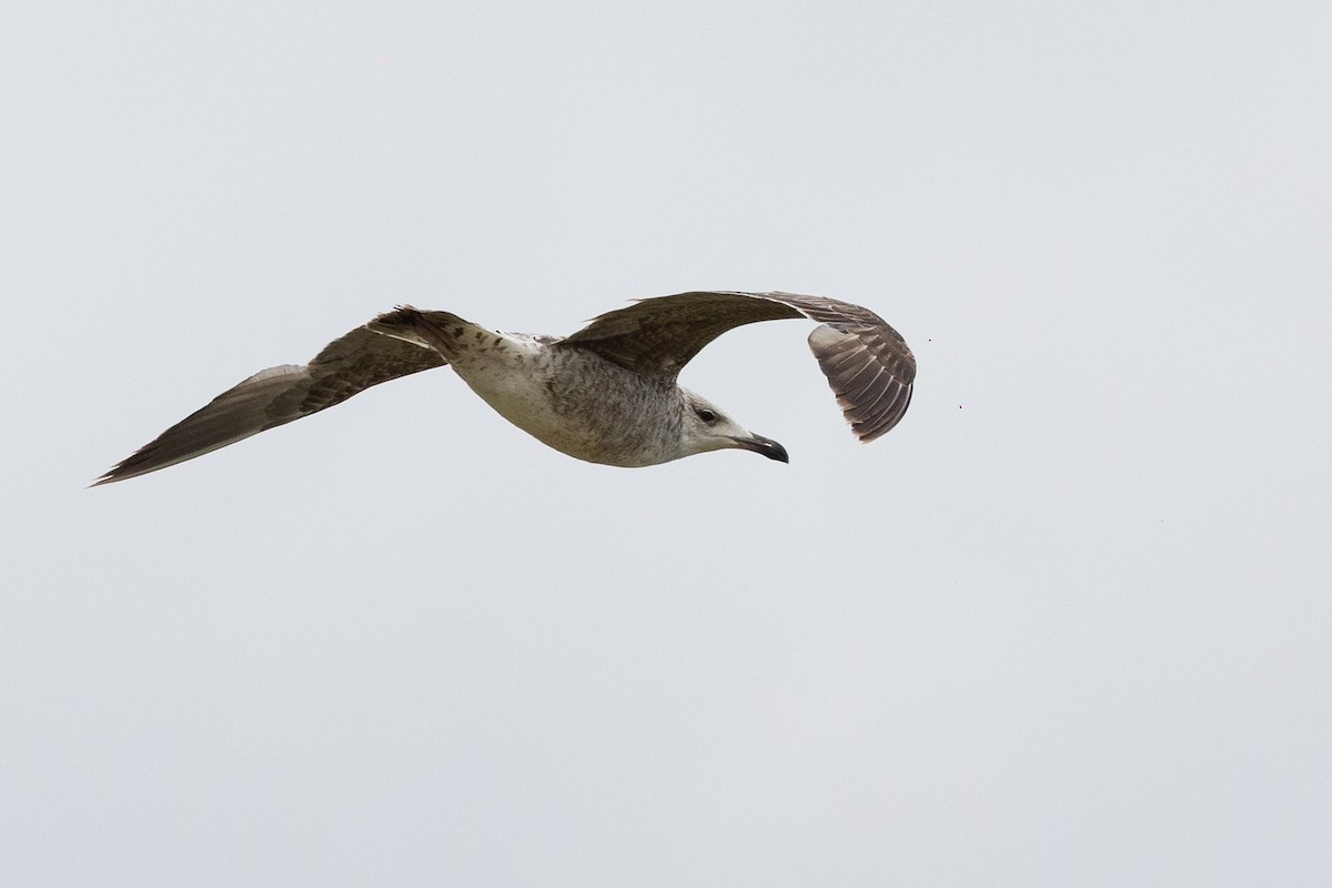 Yellow-legged Gull - ML636335890