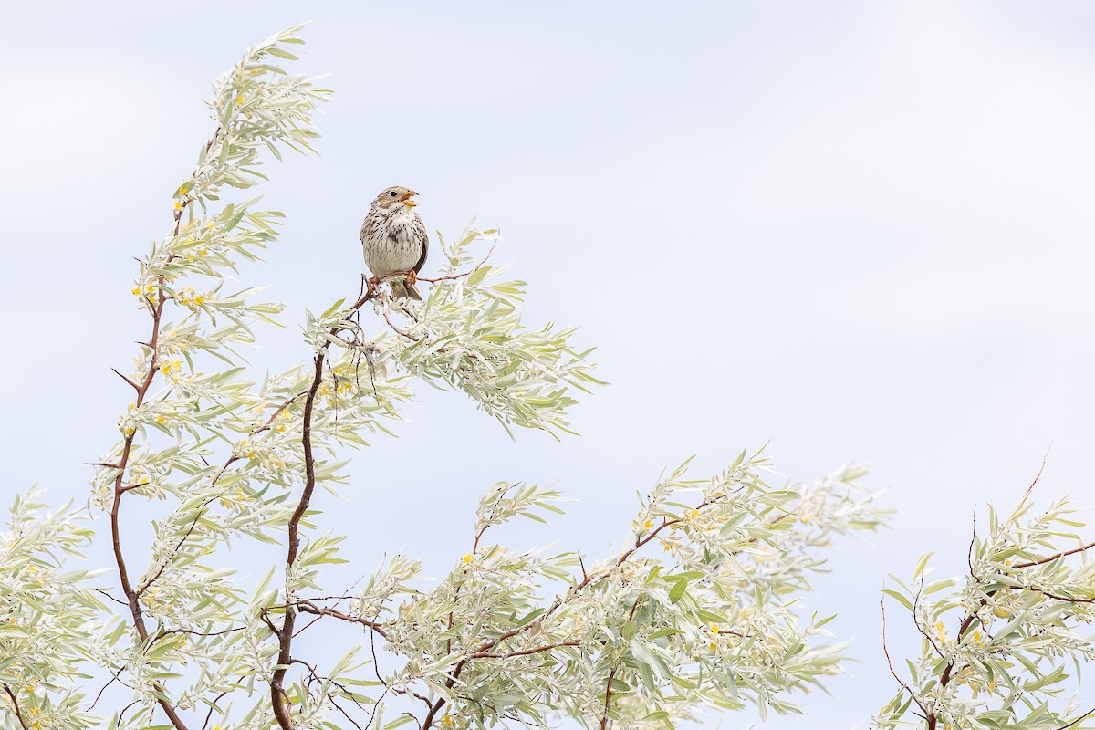 Corn Bunting - ML636335986