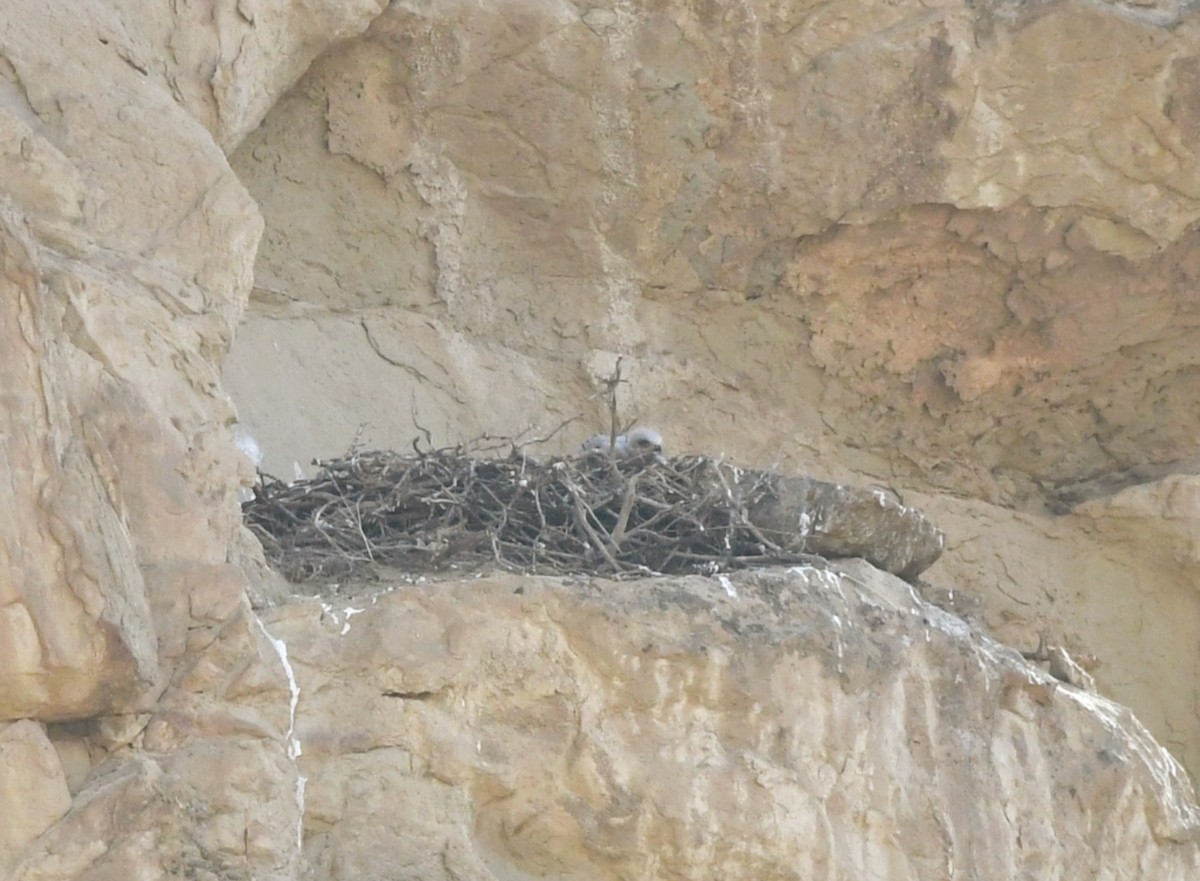 Long-legged Buzzard - ML636336014