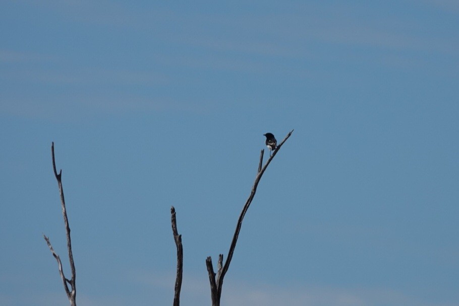Hooded Robin - ML636336086