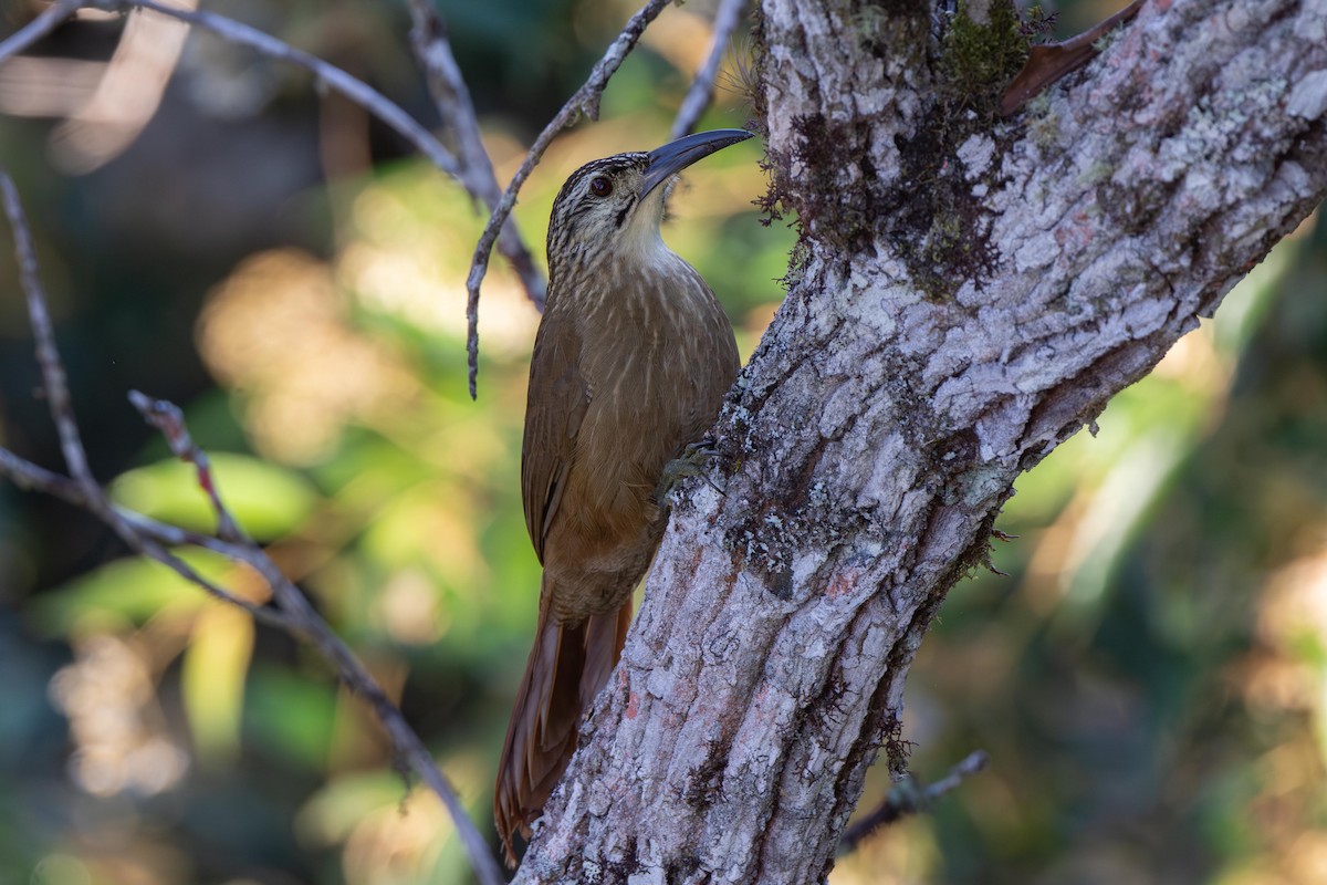 White-throated Woodcreeper - ML636336117