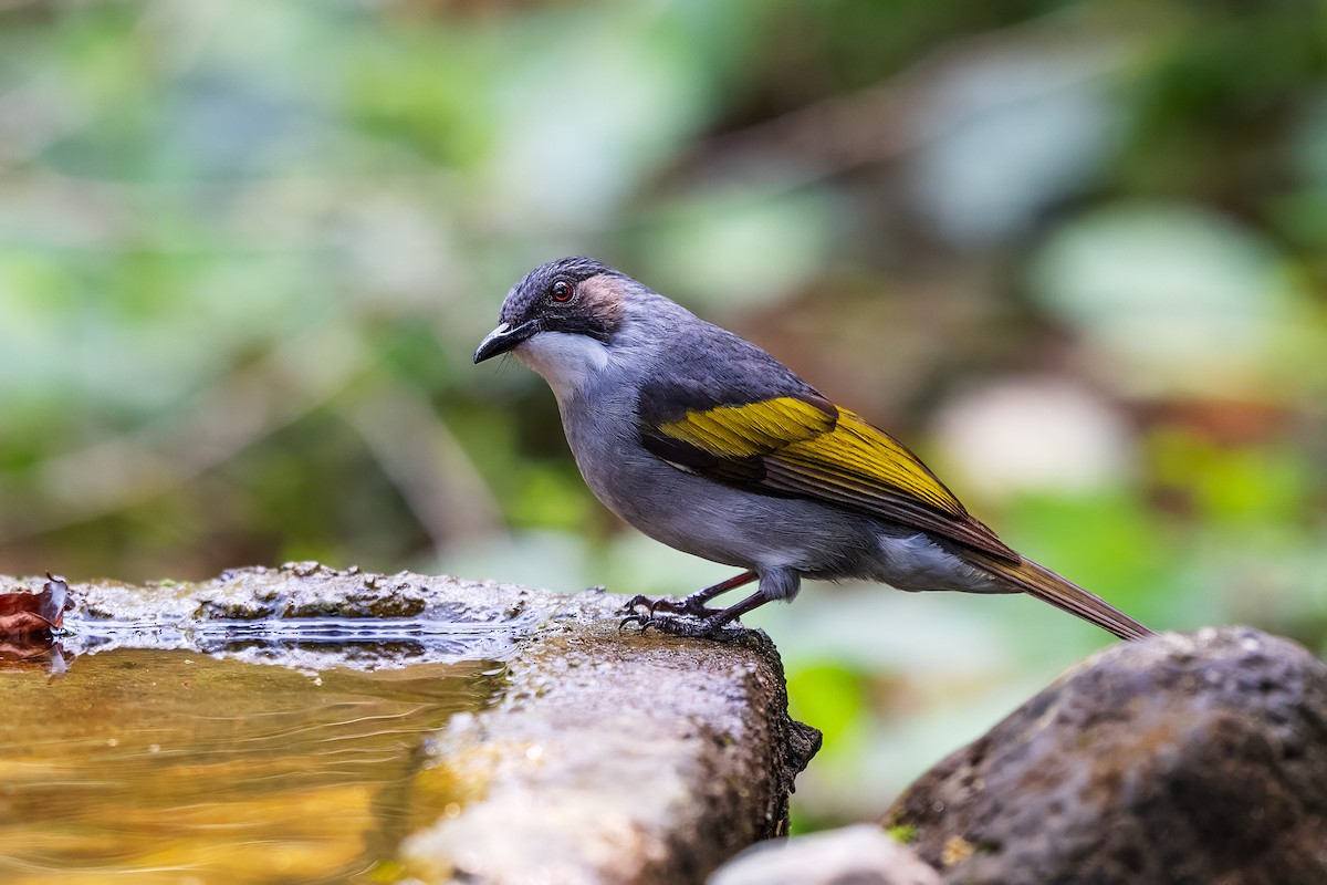 Ashy Bulbul - ML636336203