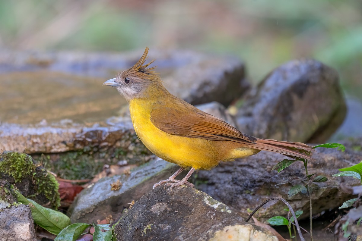 White-throated Bulbul - ML636336208