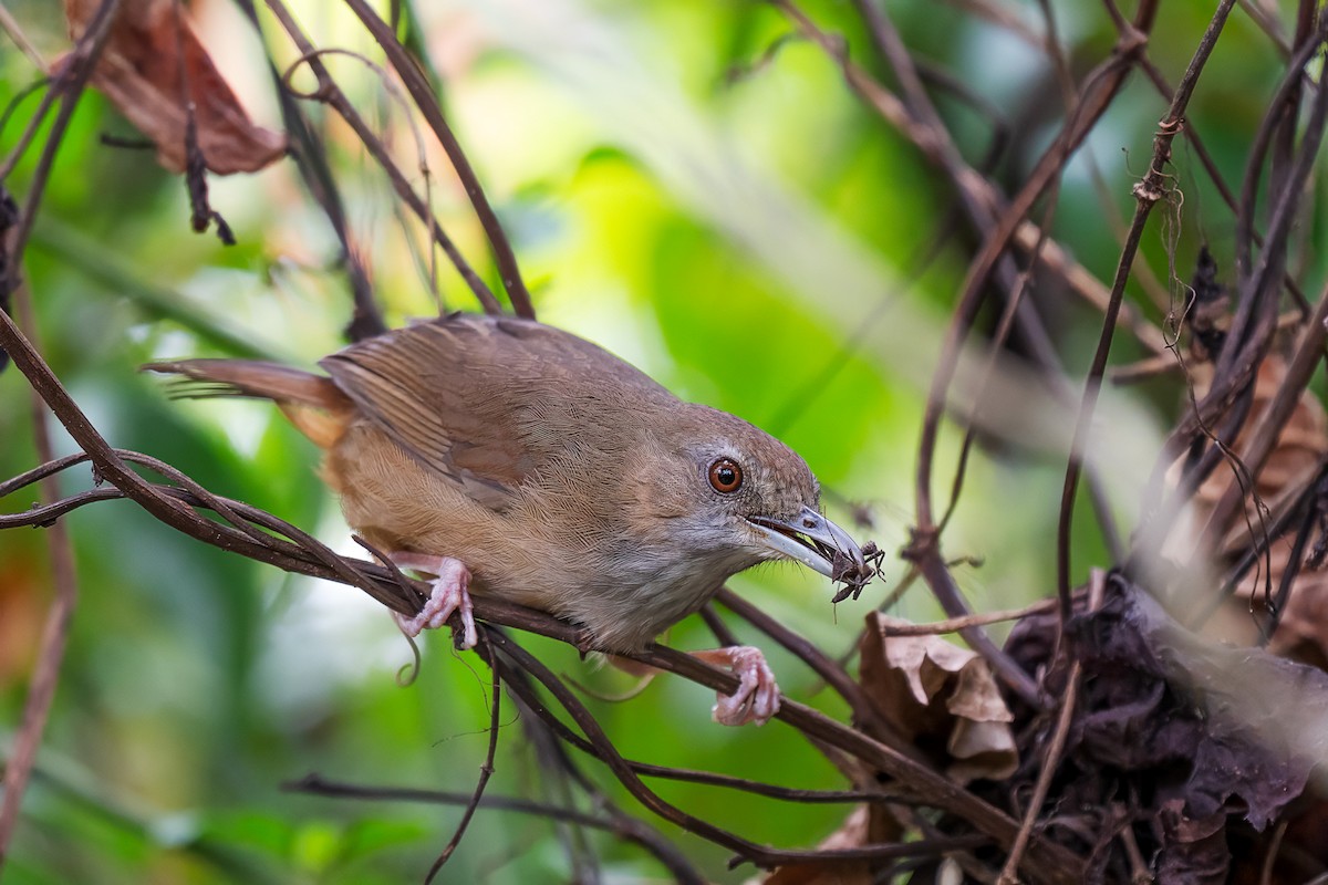 Abbott's Babbler - ML636336215