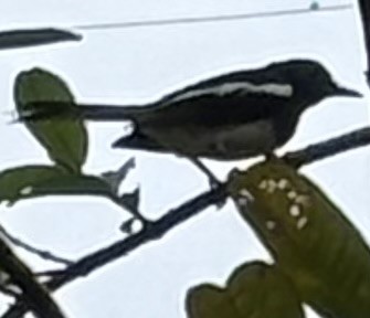 Oriental Magpie-Robin - ML636336220