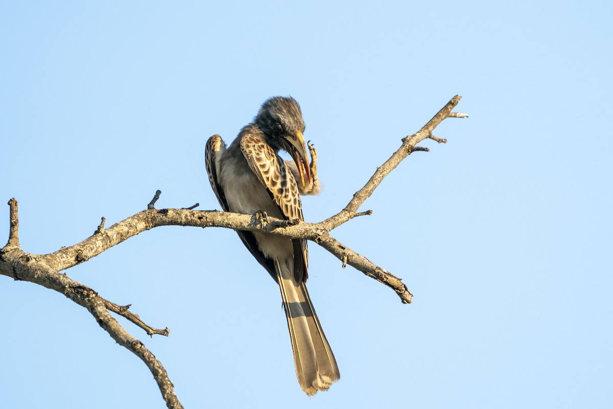 African Gray Hornbill - ML636336221
