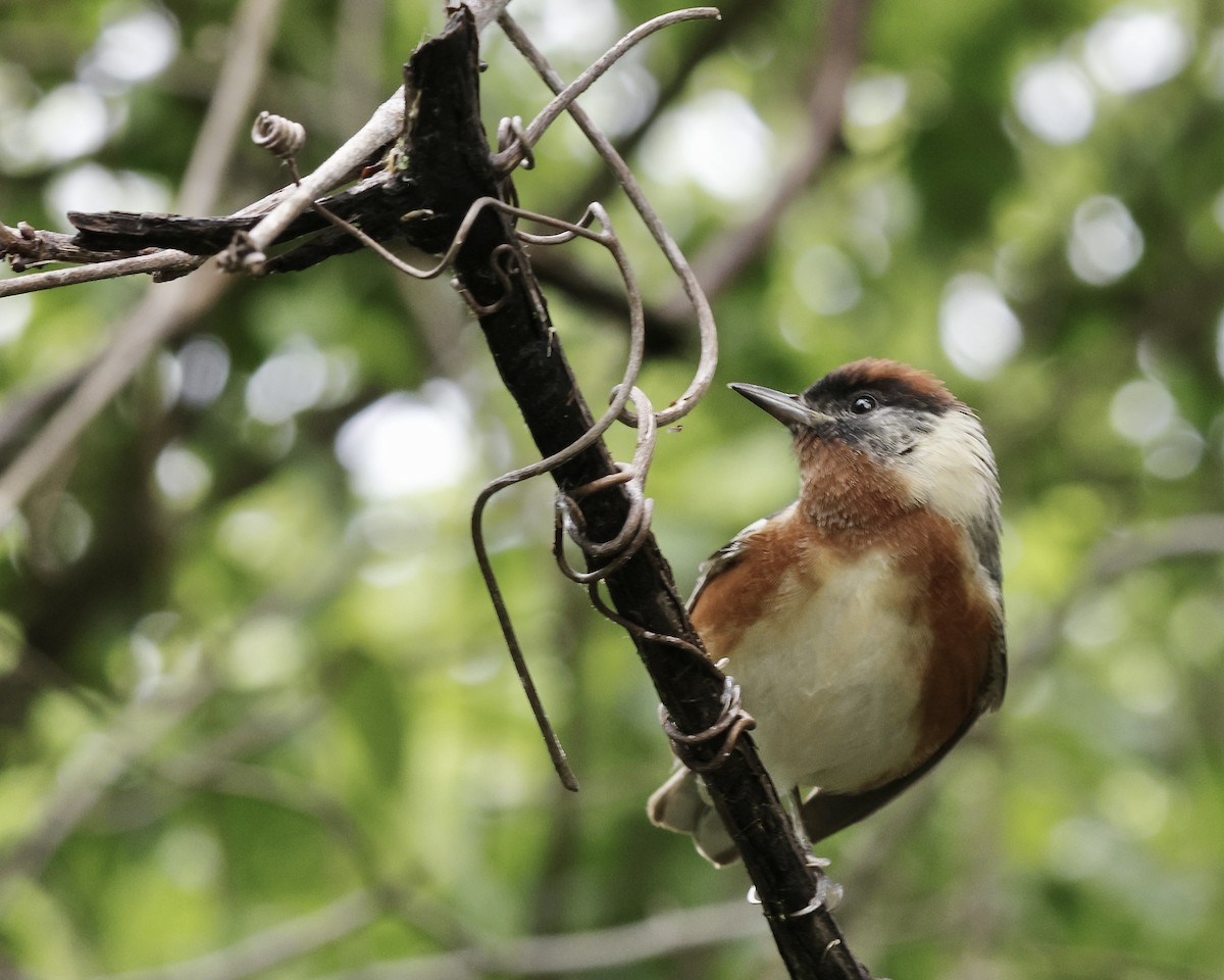 Bay-breasted Warbler - ML636336224