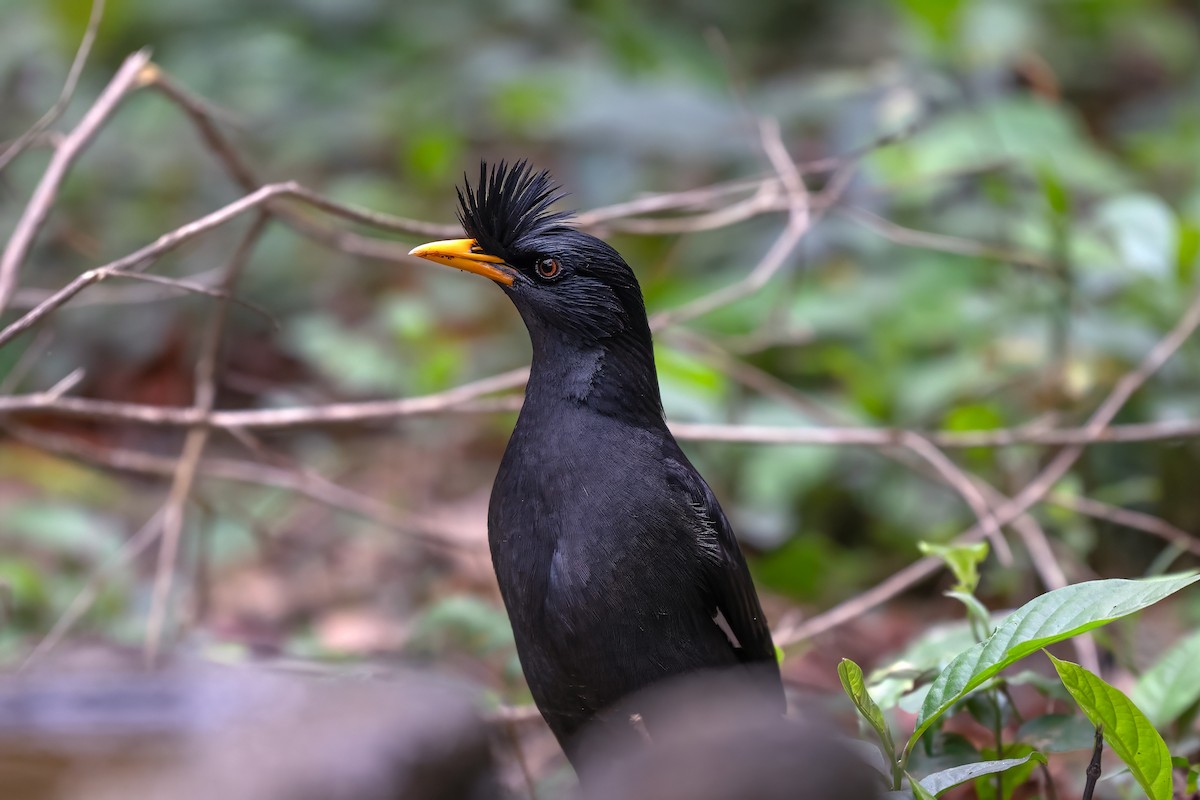 Great Myna - ML636336225