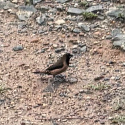 Black-throated Munia - ML636336227