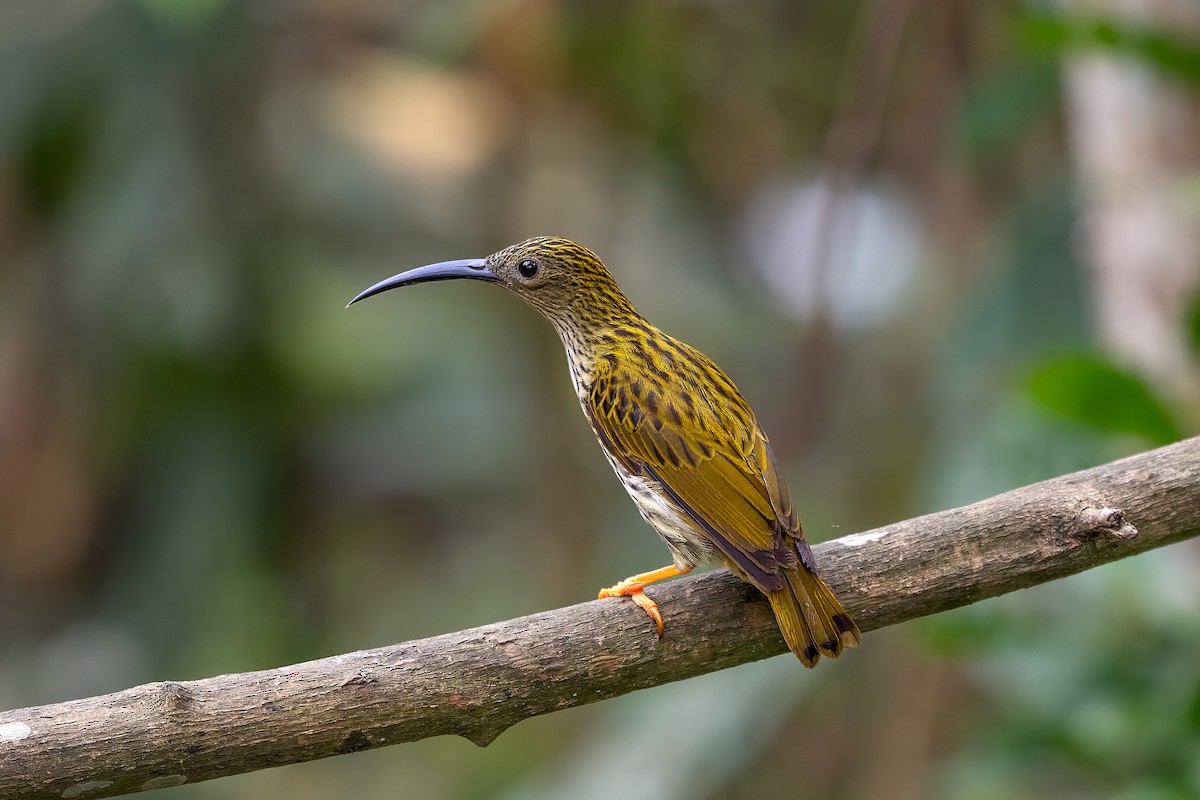 Streaked Spiderhunter - ML636336228