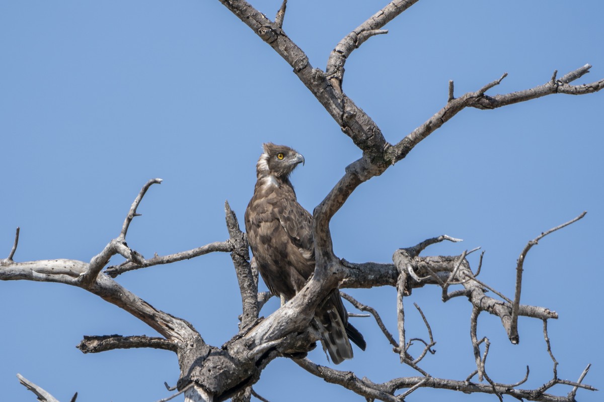 Brown Snake-Eagle - ML636336235