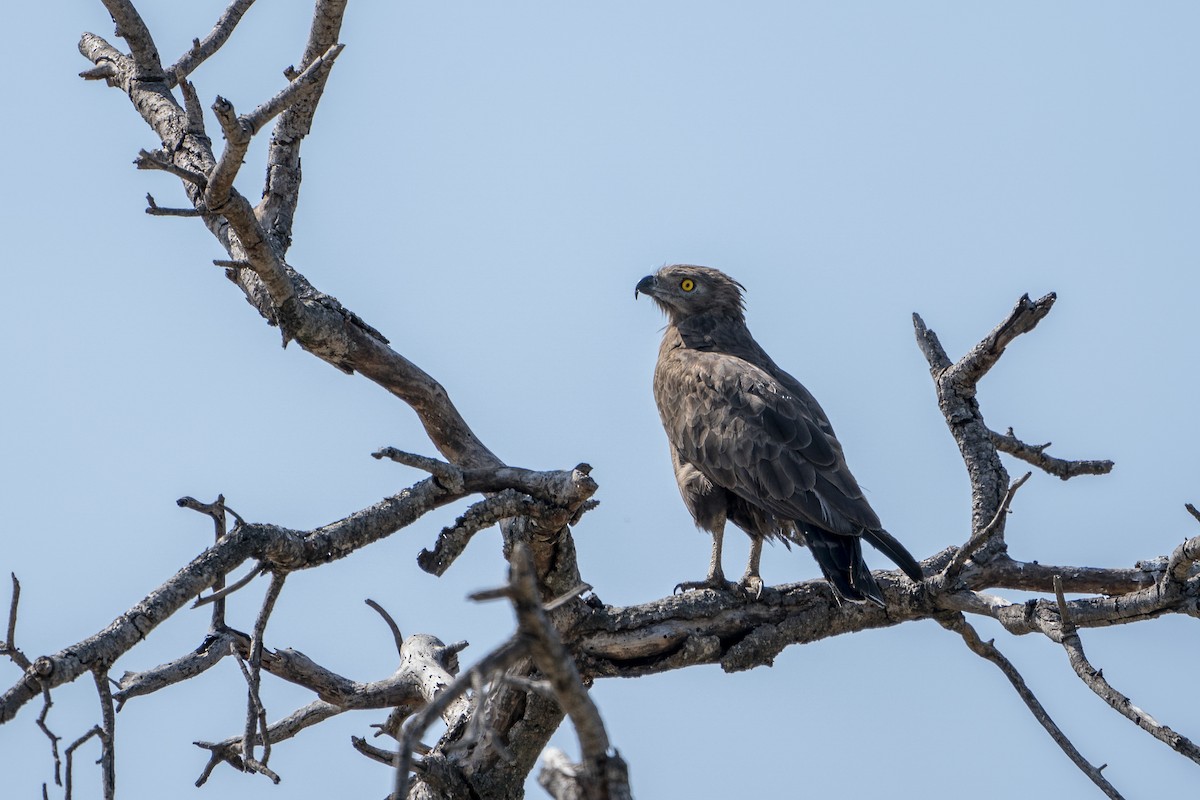 Brown Snake-Eagle - ML636336236