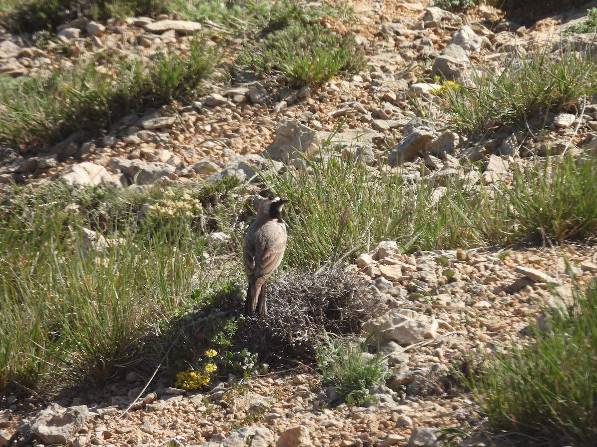 Horned Lark - ML636336237