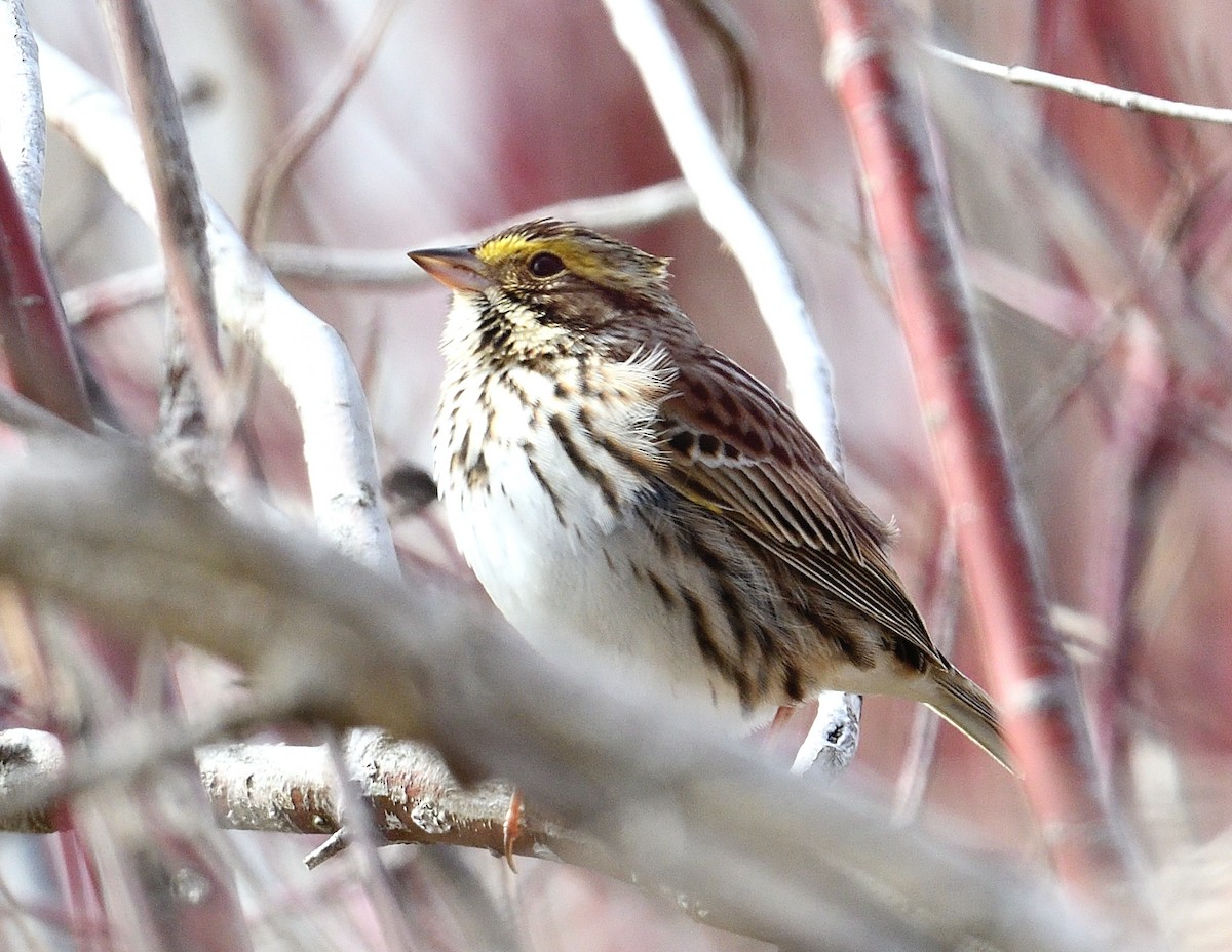 Savannah Sparrow - ML636336239