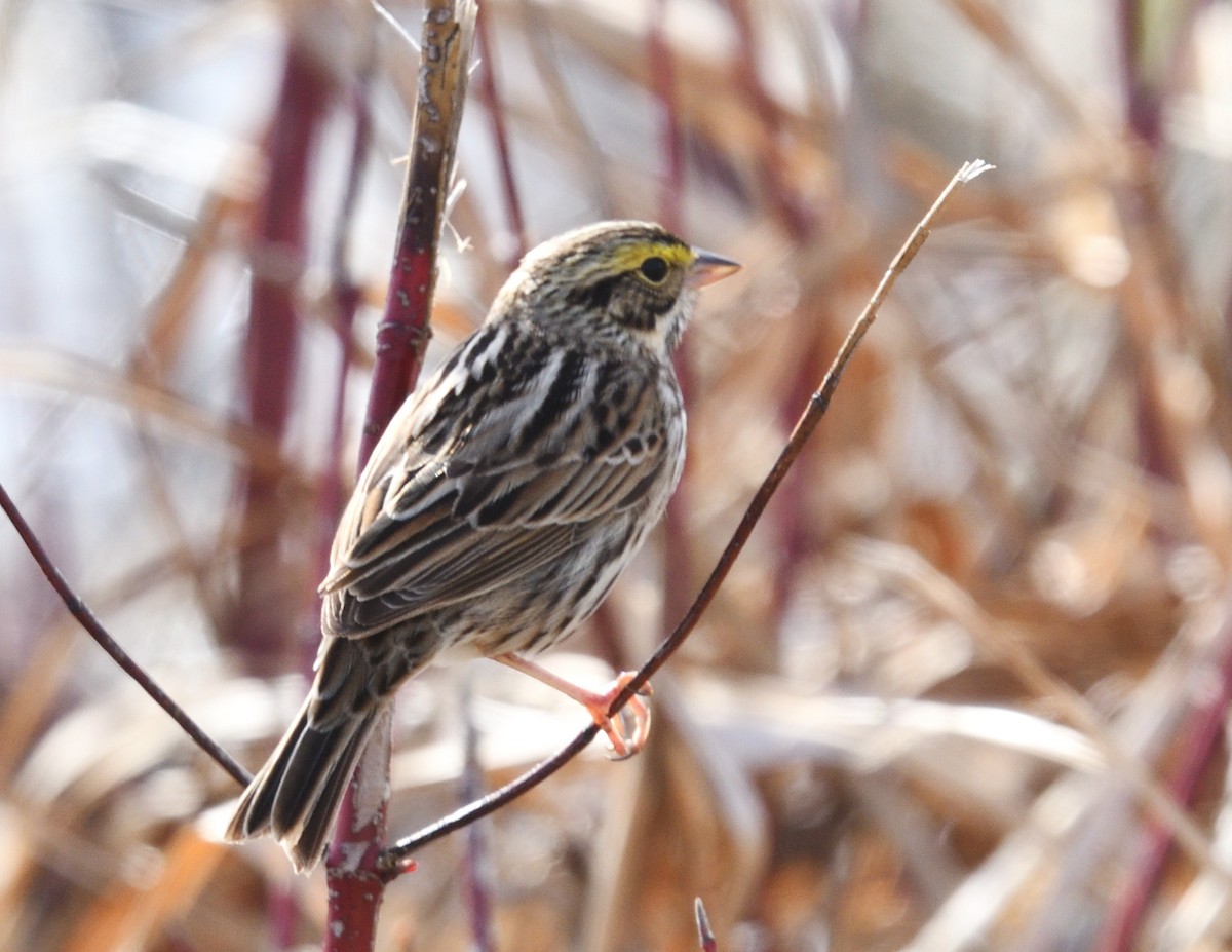 Savannah Sparrow - ML636336240