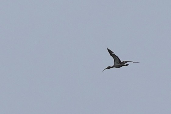 White Ibis - ML636336242