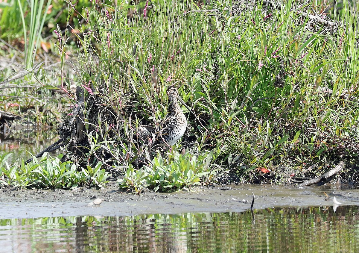 African Snipe - ML636336243