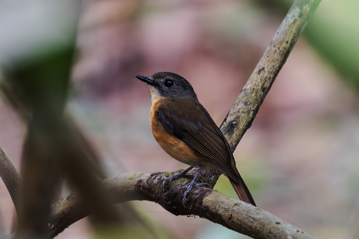 Pale-chinned Flycatcher - ML636336244