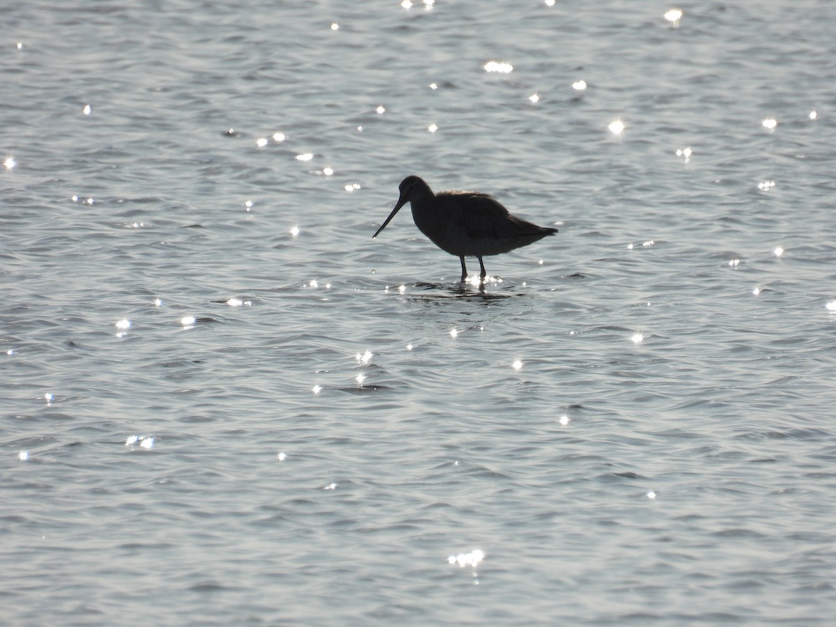 Bar-tailed Godwit - ML636336247