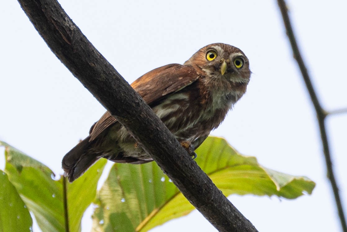 Ferruginous Pygmy-Owl - ML636336248