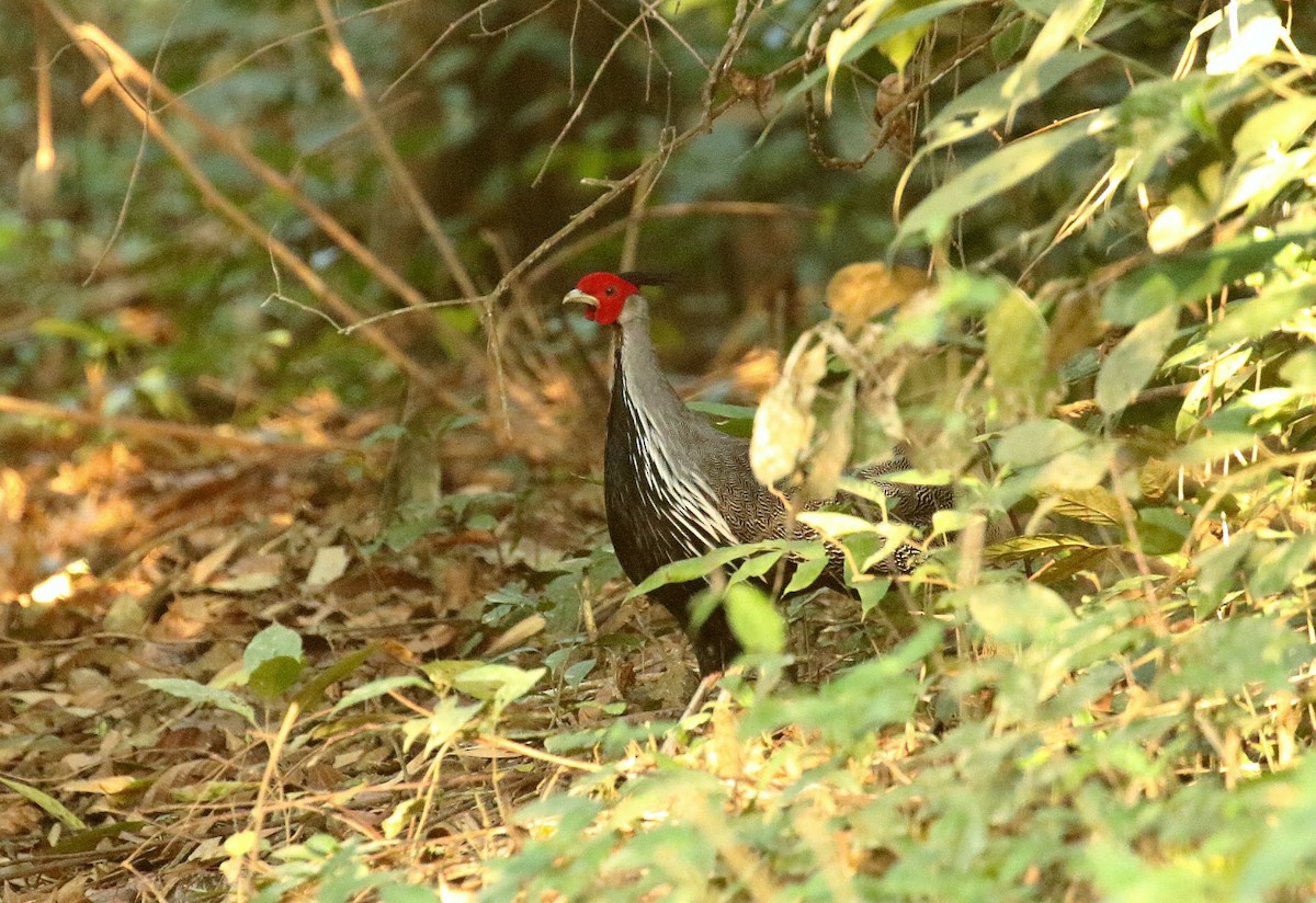Kalij Pheasant - ML636336249