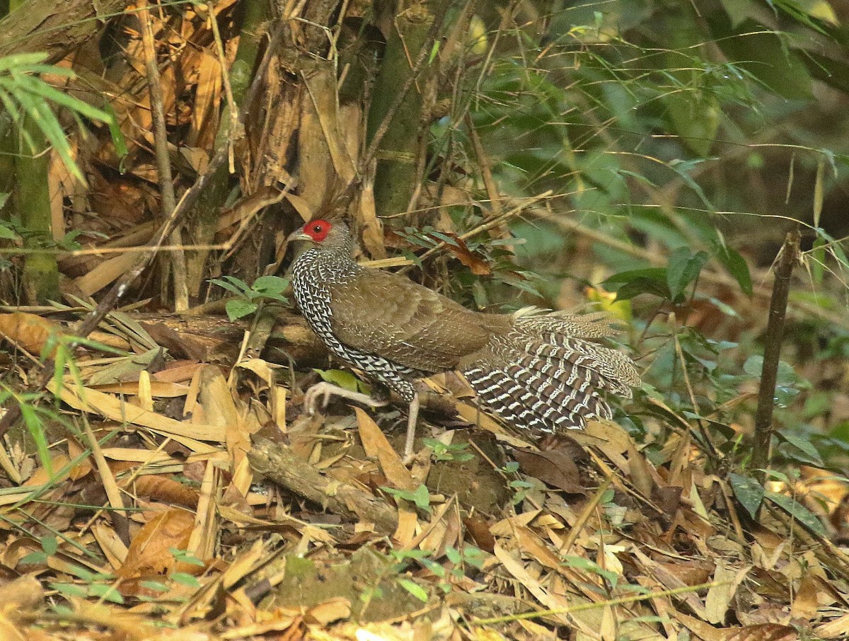 Kalij Pheasant - ML636336250