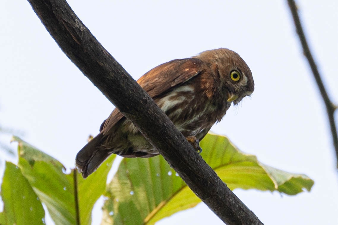 Ferruginous Pygmy-Owl - ML636336251