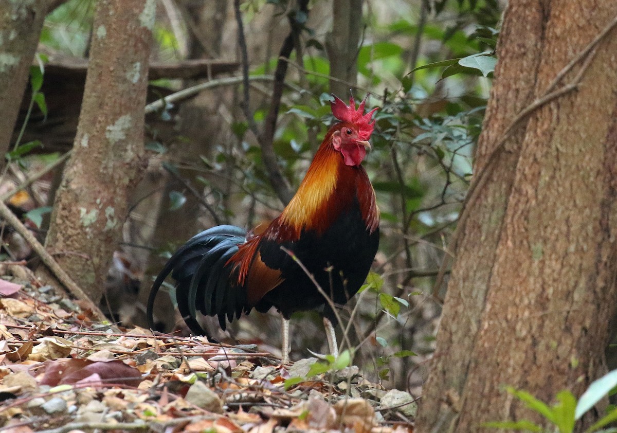 Red Junglefowl - ML636336252