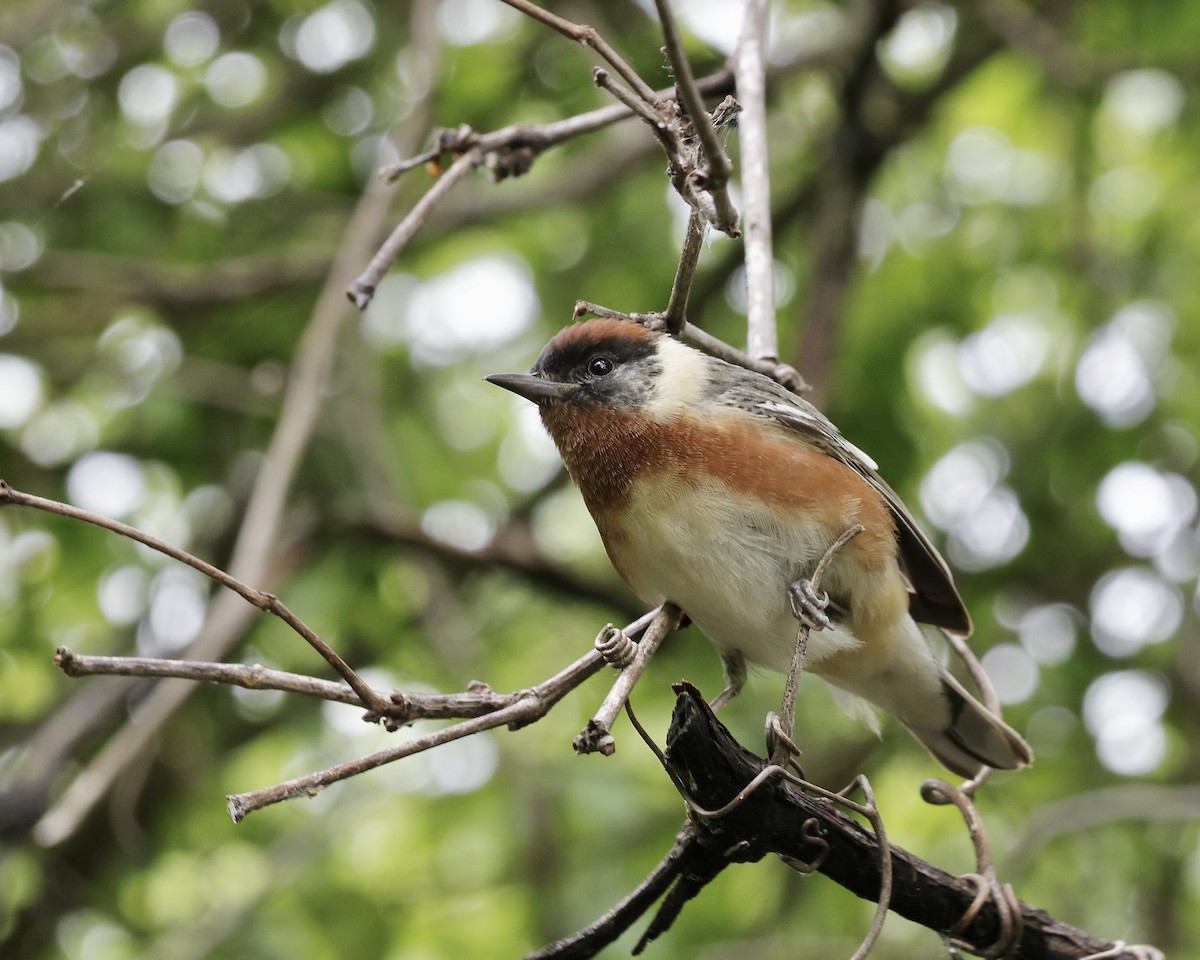 Bay-breasted Warbler - ML636336253