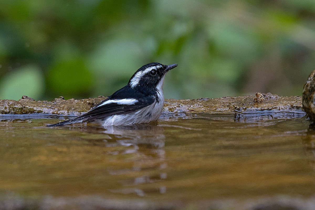 Little Pied Flycatcher - ML636336254
