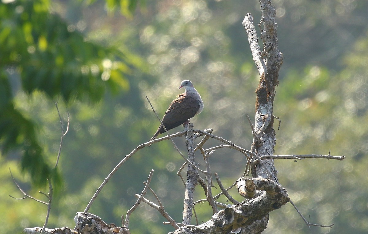 Mountain Imperial-Pigeon - ML636336255