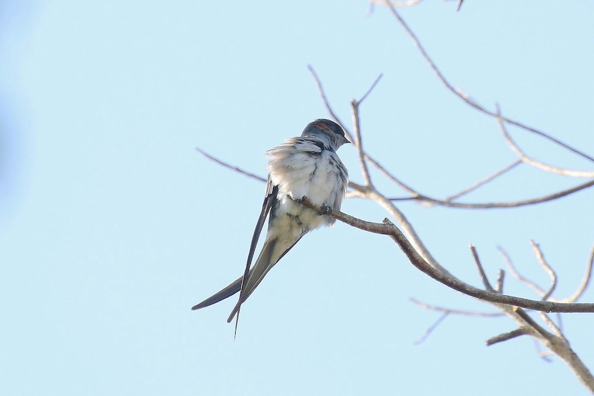 Gray-rumped Treeswift - ML636336257