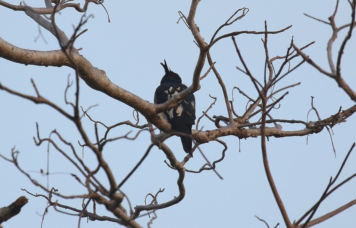 Black Baza - ML636336258