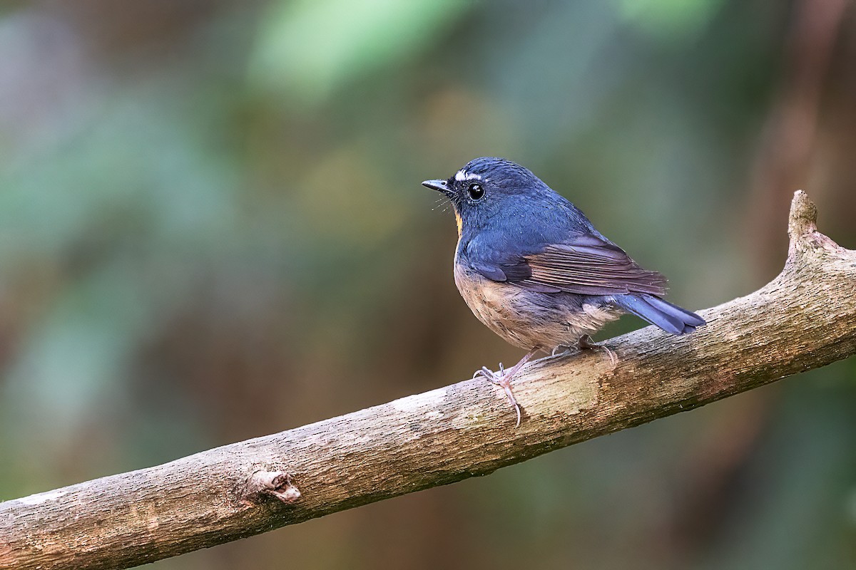 Snowy-browed Flycatcher - ML636336259