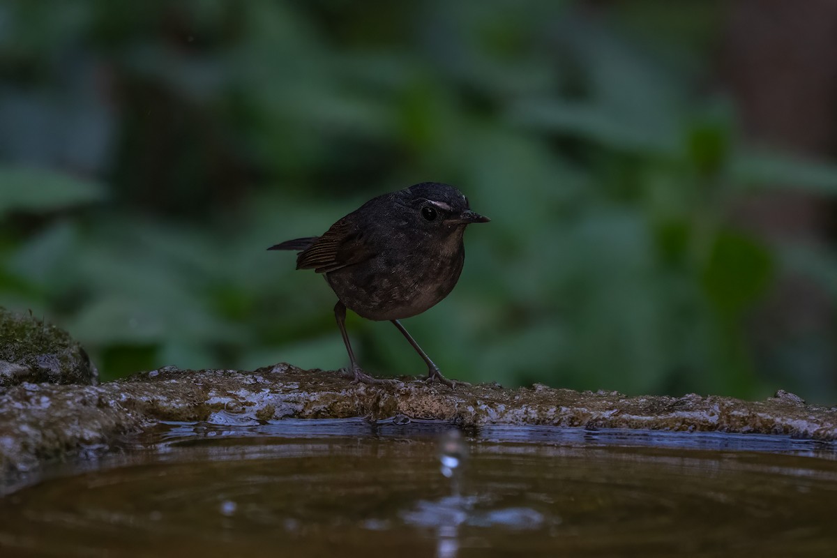 Lesser Shortwing - ML636336263