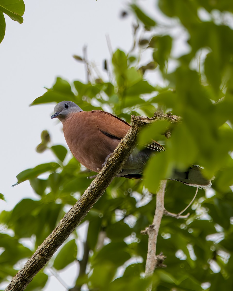 Red Collared-Dove - ML636336292
