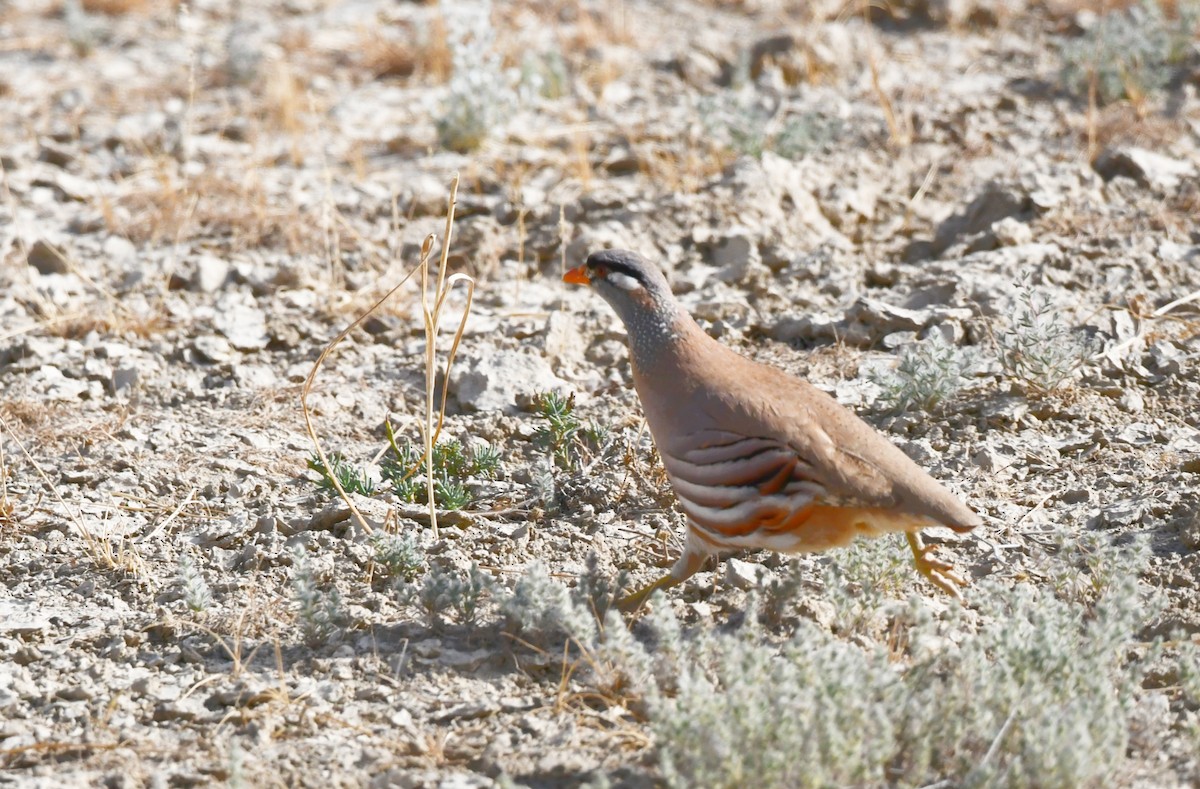 See-see Partridge - ML636336294