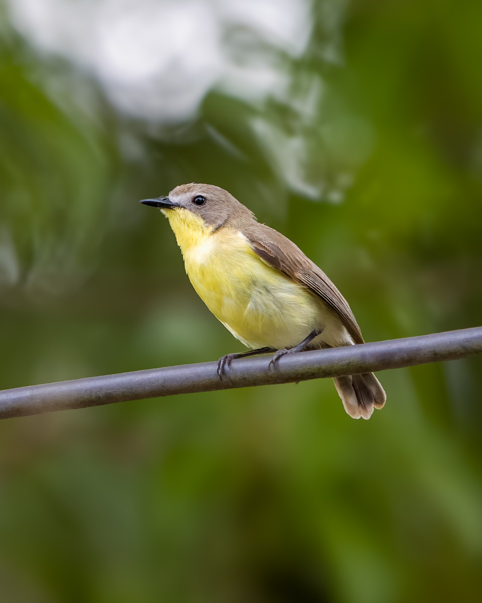 Golden-bellied Gerygone - ML636336309