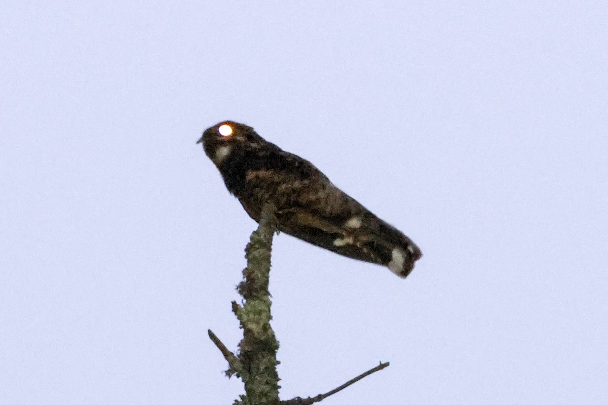 Gray Nightjar - ML636336316