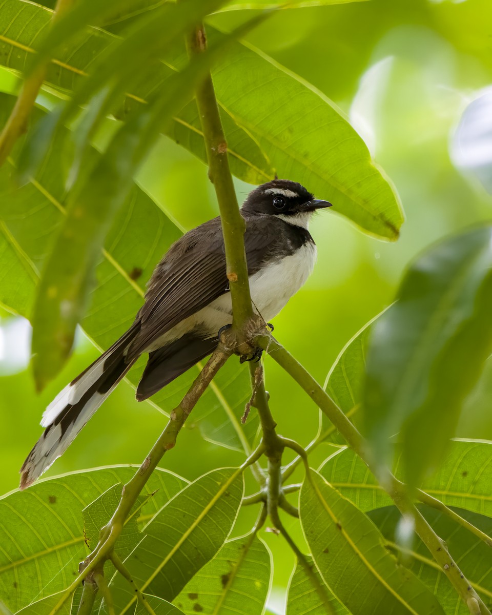 Philippine Pied-Fantail - ML636336319