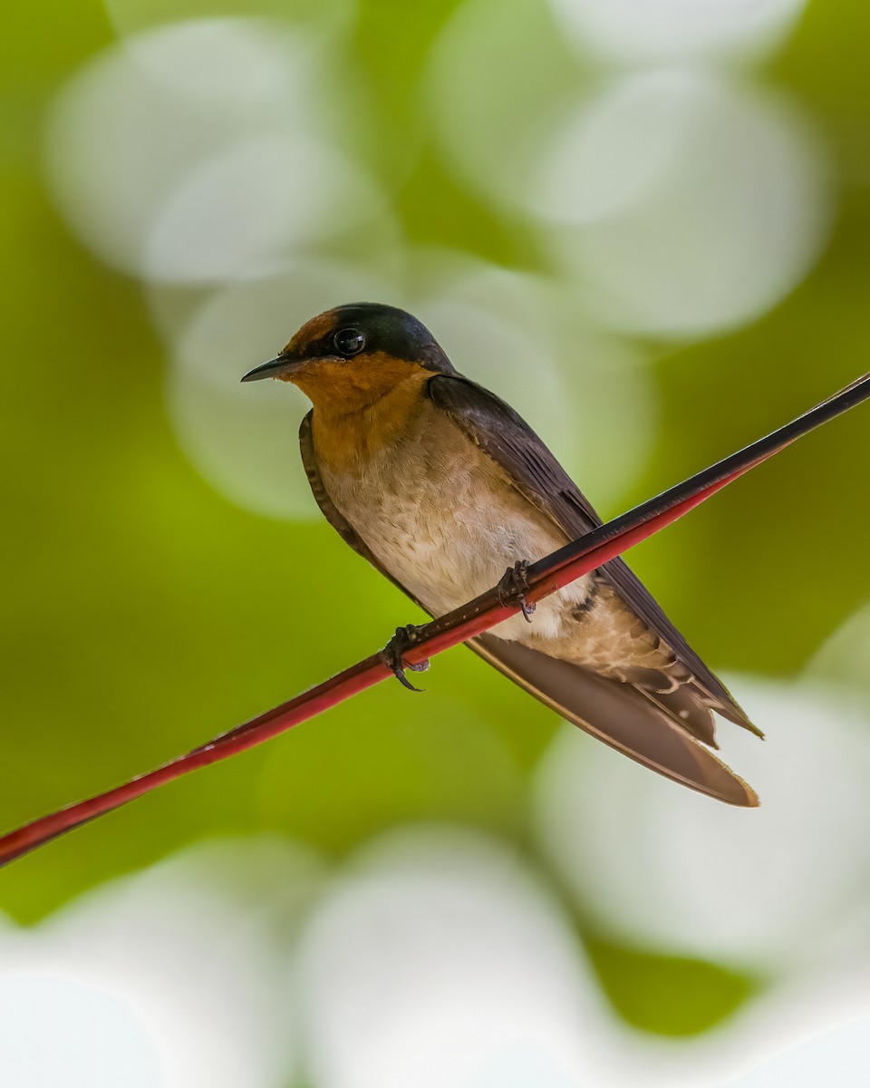 Barn Swallow - ML636336330