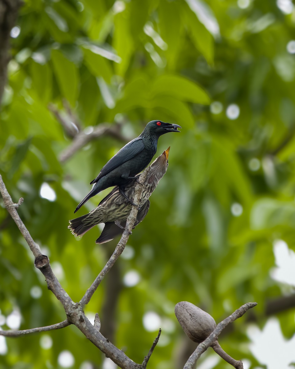 Asian Glossy Starling - ML636336346